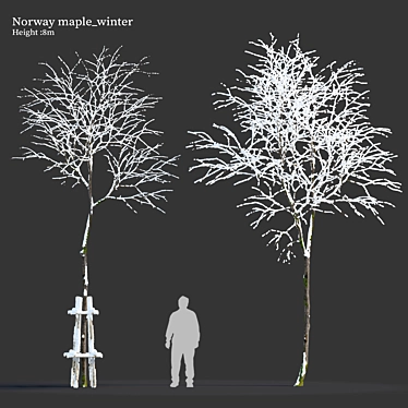 Winter Wonderland: Norway Maple Tree 3D model image 1 