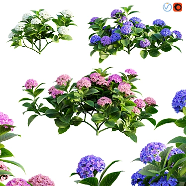 Elegant Hydrangea 3D Model 3D model image 1 