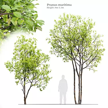 Beech Plum Trees with Material Library 3D model image 1 