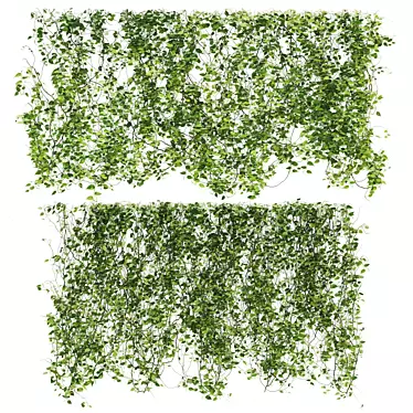 Premium Ivy Plant Collection 3D model image 1 