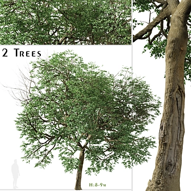 Caucasian Linden Tree (2 Pack) 3D model image 1 