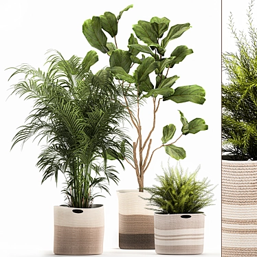 Decorative Plant Collection: Exotic Indoor Plants 3D model image 1 