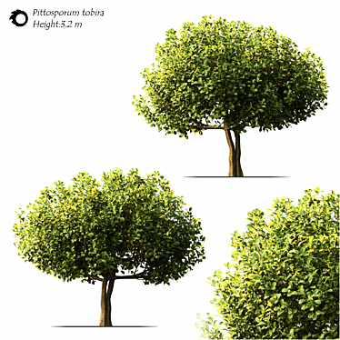 Elegant Pittosporum Tobira for Exquisite Landscaping 3D model image 1 