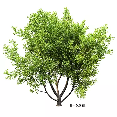 Corona Render Tree: High Poly, Stunning Landscape 3D model image 1 