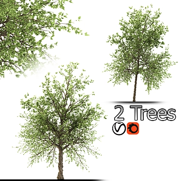 Taiwan Beech: 2 Trees, 2 Sizes 3D model image 1 