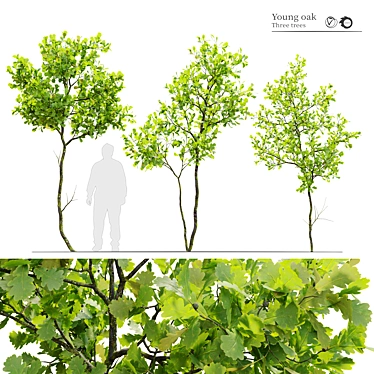 3m Young Oak Trees - Set of 3 3D model image 1 