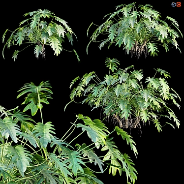 Philodendron Xanadu Plant 3D Models 3D model image 1 