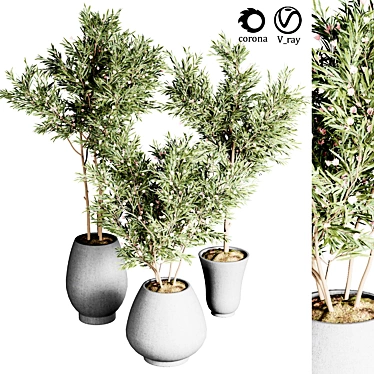 Indoor Plant Collection: 24 Exquisite Varieties 3D model image 1 