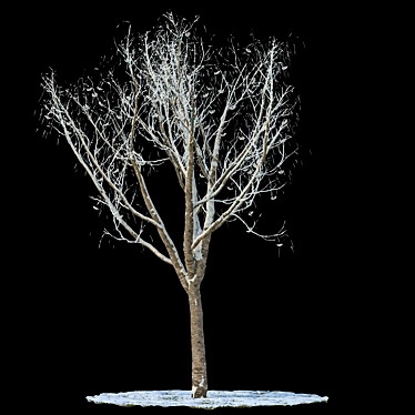 Snow-Covered Rowan Tree 3D model image 1 