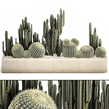 Exotic Cacti Collection 3D model image 1 