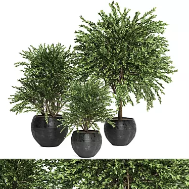 Lush Indoor Plants Collection - Set 194 3D model image 1 