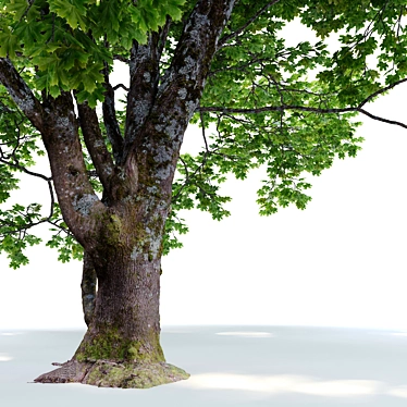 Bigleaf Maple 3D Tree Model 3D model image 1 