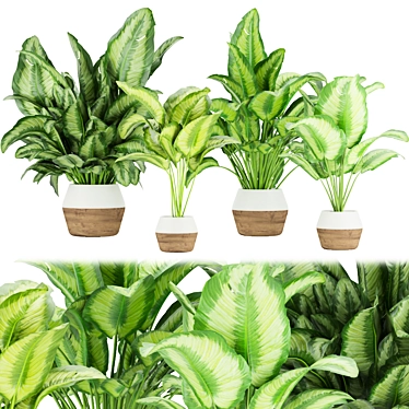 Premium Aglaonema Indoor Plant: Collection Vol. 298 3D model image 1 