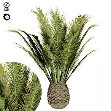 Tropical Palm Tree - 3D Model 3D model image 1 