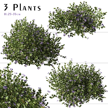 Beautiful Vinca Major Plant Set (3 Plants) 3D model image 1 