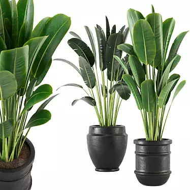 Lush Indoor Plant Set - 202 3D model image 1 