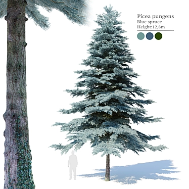 Blue Spruce (Picea pungens) - 3 Colors, Realistic 3D Model 3D model image 1 