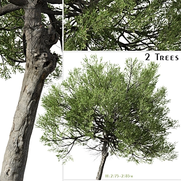 Boomerang Wattle: Set of 2 Acacia Trees 3D model image 1 