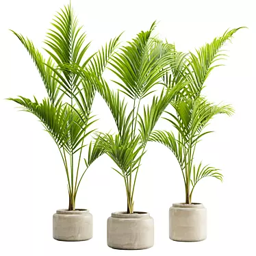 Tropical Majesty Palm Plant 3D model image 1 