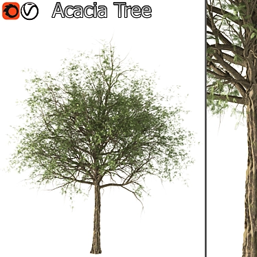 Elegant Acacia Tree (Vray & Corona) 3D model image 1 