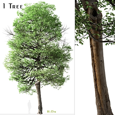  Italian Alder Tree: Beautiful & Hardy 3D model image 1 