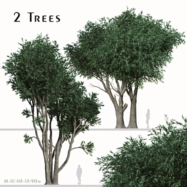 Paperbark Melaleuca Tree Set (2 Trees) 3D model image 1 