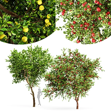 Fruit Tree 3D Models - Lemon and Apple 3D model image 1 