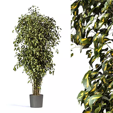 Luxury Fig Tree Vine: Artificial Greenery for a Natural Décor 3D model image 1 
