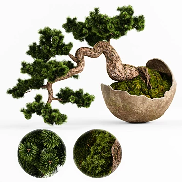 Artisanal Bonsai Pinus Sylvestris 3D model image 1 