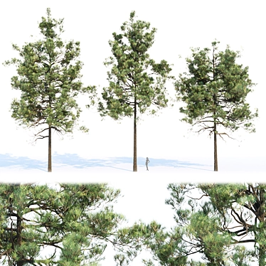 Evergreen Pine Trees Collection Vol. 11 3D model image 1 