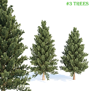 Evergreen Pine Tree Collection 3D model image 1 