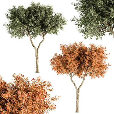 Broadleaf Tree Set - Spring, Fall, Green 3D model image 1 
