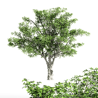  Majestic American Elm Tree 3D model image 1 