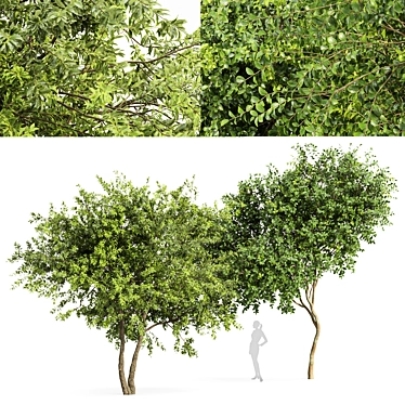 Tropical Trees Mega Pack: Orange Michelia Champaca & Water Gum 3D model image 1 