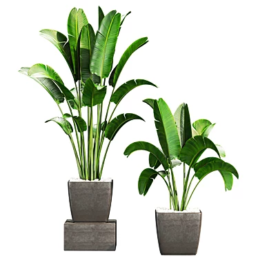 Premium Plant Collection 3D model image 1 