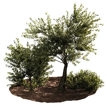 Evergreen Paradise: Olive Tree & Bush 3D model image 1 