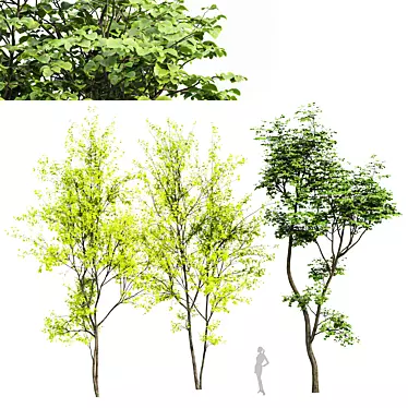 Hazel Spring Tree Collection 3D model image 1 
