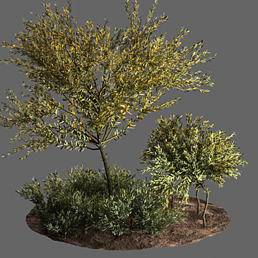 Evergreen Olive Tree: Beautiful and Healthy 3D model image 1 