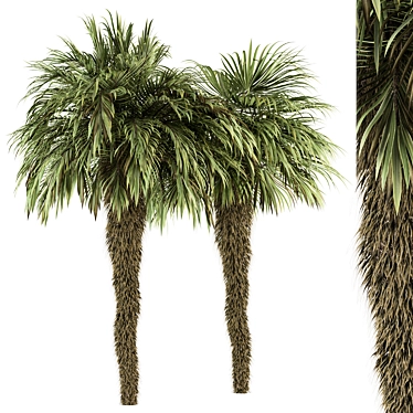 Palm Date Tree Set - Fluffy Bark 3D model image 1 