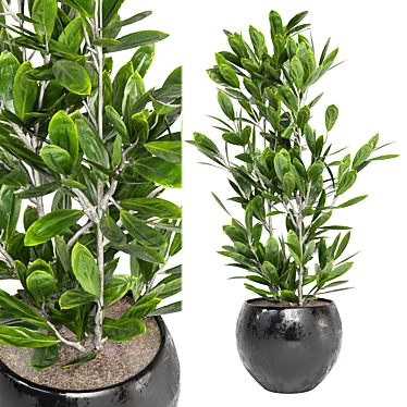 Tropical Oasis Indoor Plants Set 3D model image 1 
