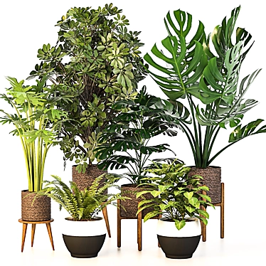 Green Haven Indoor Plant Set 3D model image 1 