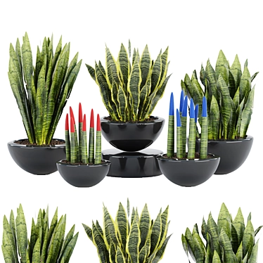 70 Sansevieria Plants Collection: High-Quality 3D Models! 3D model image 1 