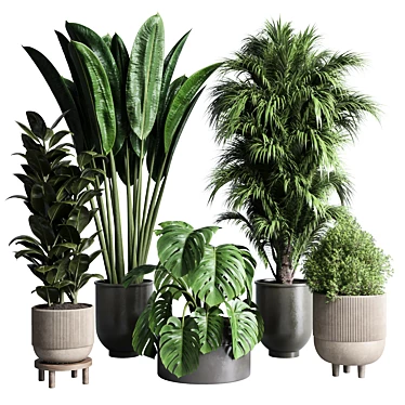 Indoor Plant Collection: Ficus, Monstera, Palm 3D model image 1 