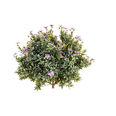 Cistus Albidus 3D Plant Model 3D model image 1 