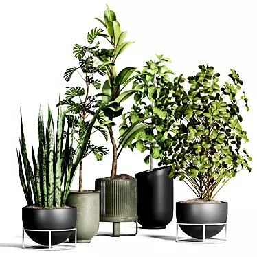 Indoor Plant Collection 43 3D model image 1 