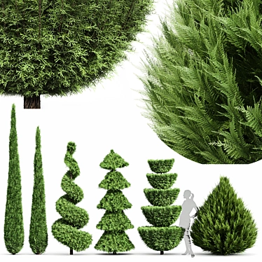 Beloved Italian Cypress: 6 Stunning Trees 3D model image 1 