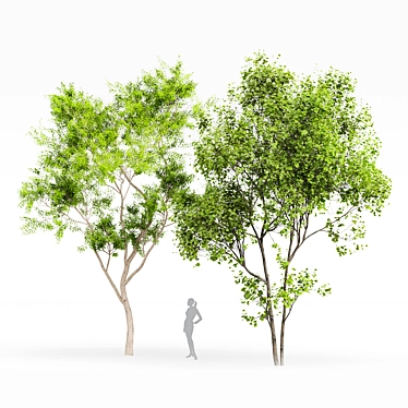 Premium Tree Models: Acer Saccharinum & Corymbia Aparrerinja 3D model image 1 