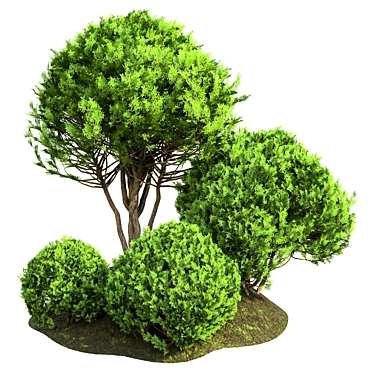 Outdoor Plant Vol 42 - High-Quality 3D Model 3D model image 1 