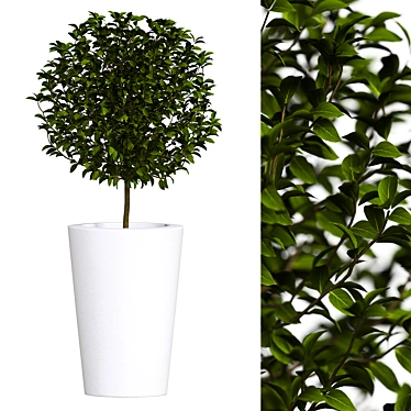 Boxwood in a Pot: 2017 Version 3D model image 1 