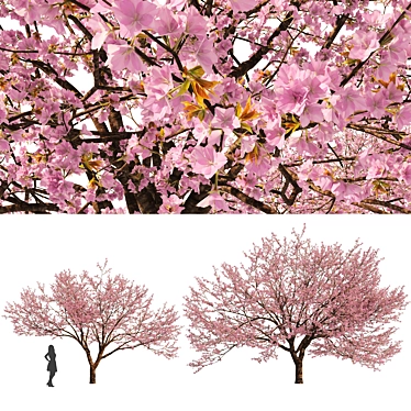 Spring Cerasus Tree: Pink Blossom Beauty 3D model image 1 